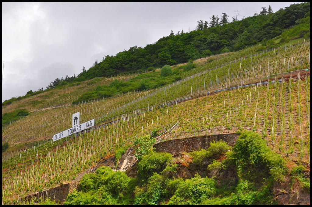 Pension Adelheid Moselhype&Wine Zell an der Mosel Dış mekan fotoğraf